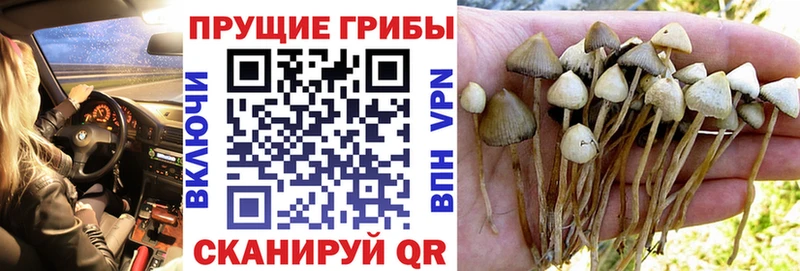 Галлюциногенные грибы Cubensis  продажа наркотиков  Ковров 